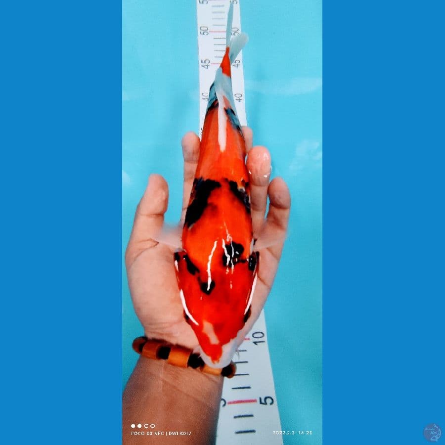 showa 29 cm