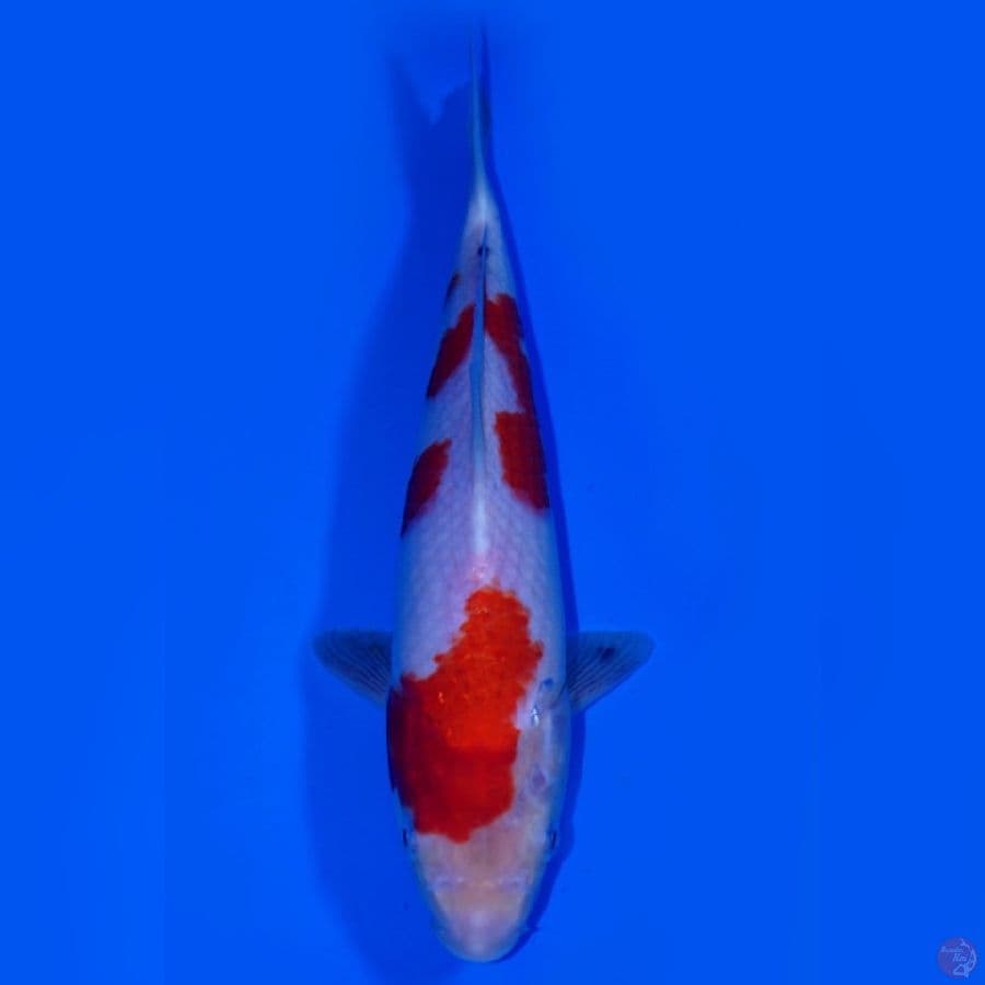 BAE 8 ~ KOHAKU NIDAN HQ 28CM