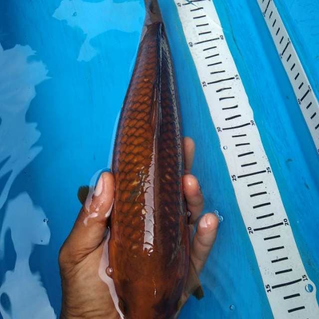 Chagoi tembaga