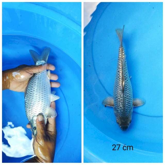 Soragoi full Ginrin punuk 27 cm
