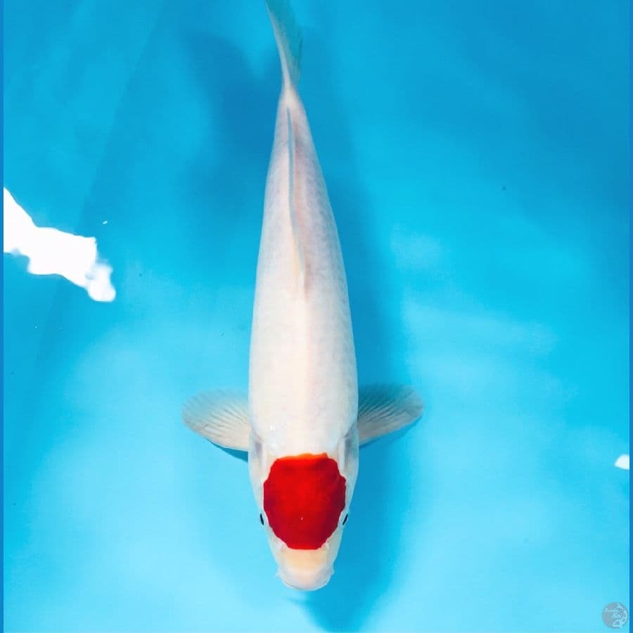 tancho kohaku, male 35 cm