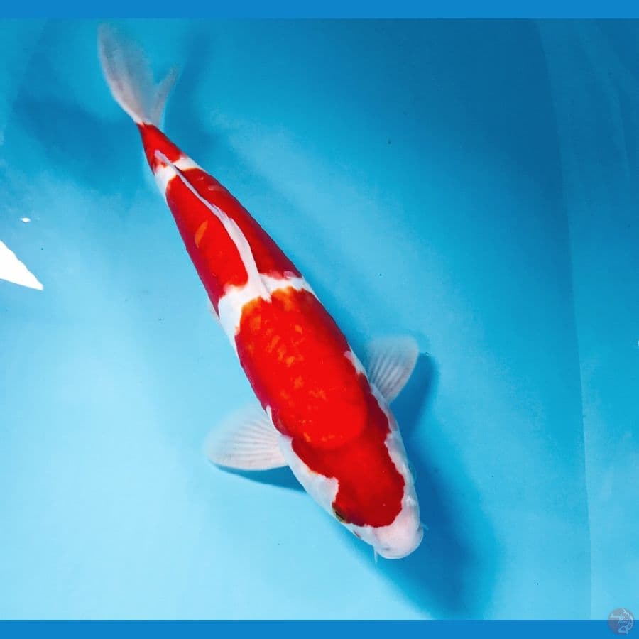kohaku doitsu, male 35 cm