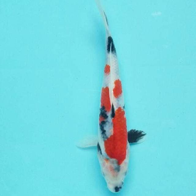 Showa tategoi