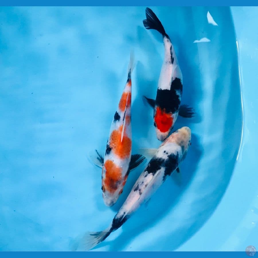 mix koi, 20 up