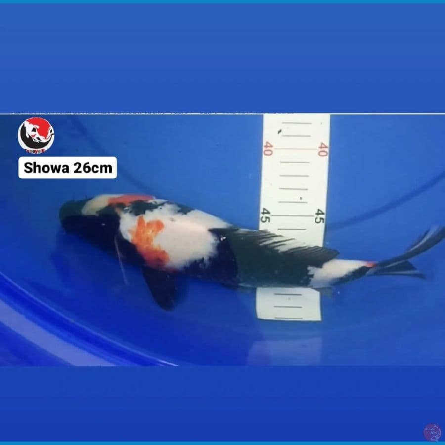 SHOWA 26CM --- CANAYA KOI FARM