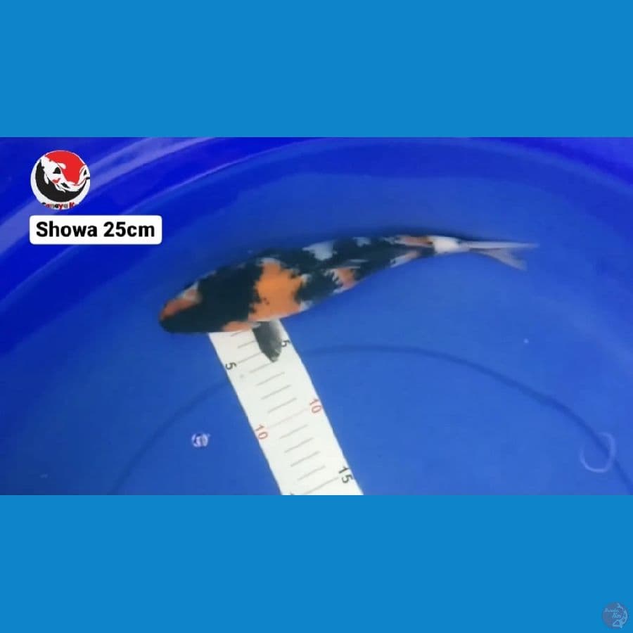 SHOWA 25CM --- CANAYA KOI FARM