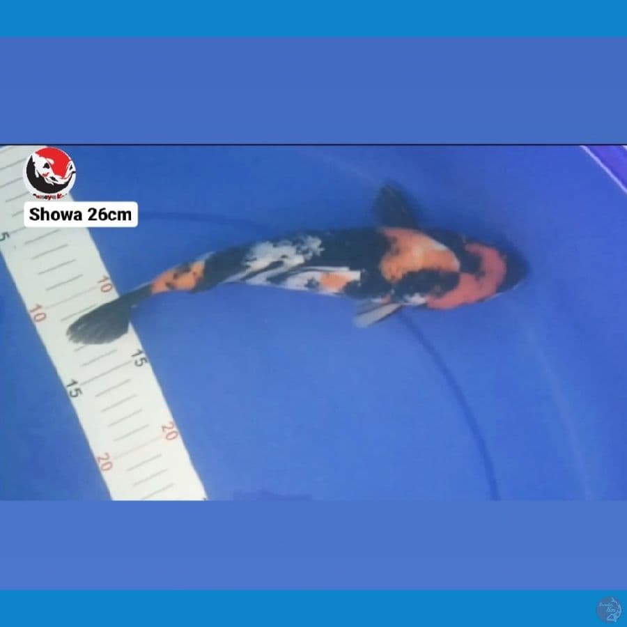 SHOWA 26CM --- CANAYA KOI FARM