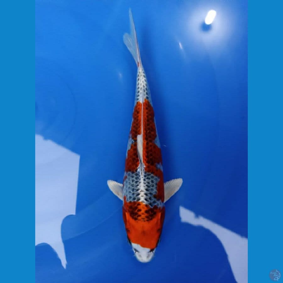 Kujaku 24 cm Prestasi Jogja Koi Show