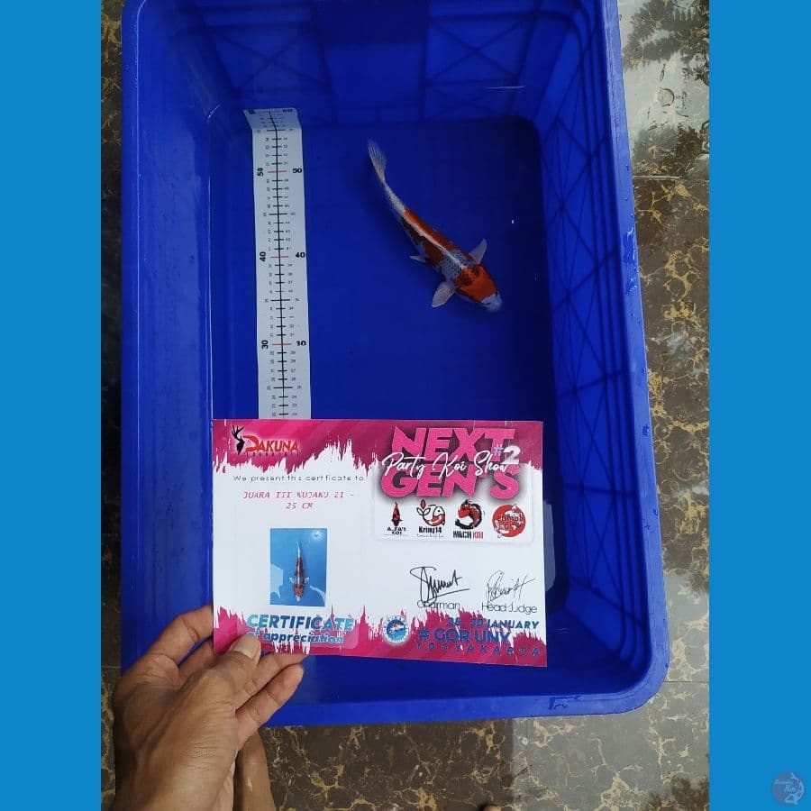 Kujaku 24 cm Prestasi Jogja Koi Show
