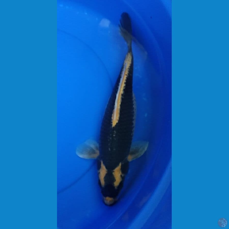 Kabuto 38cm
