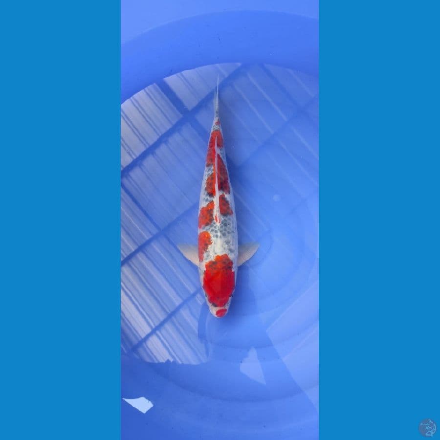 Goshiki Kuchibeni 41cm Jantan