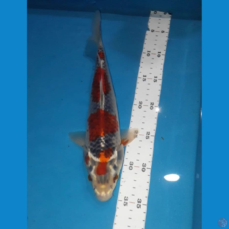 Gosiki 30 Cm
