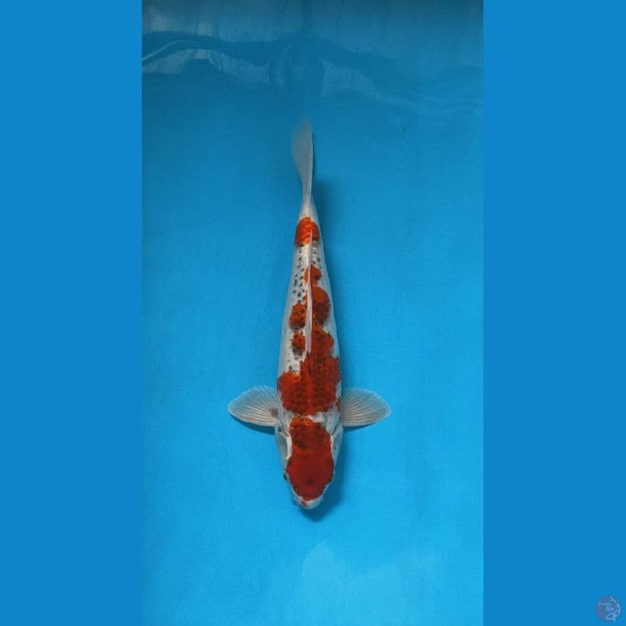 Gosiki 35cm