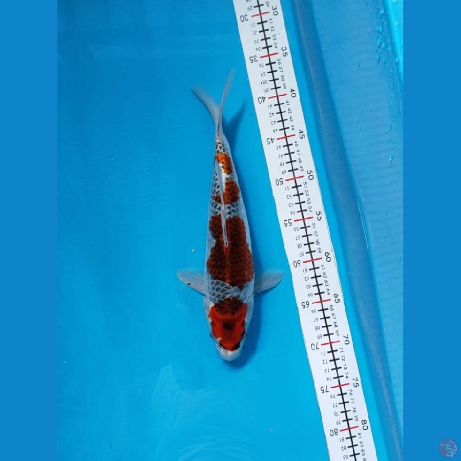 Ghosiki 33cm
