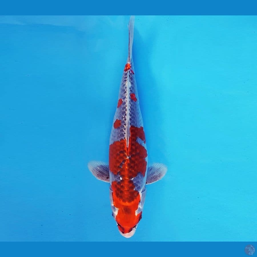 YAMATO 4 - GOSHIKI 35 cm/fm ®