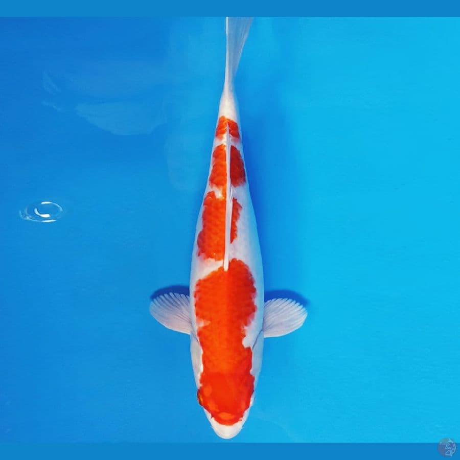 YAMATO 9 - KOHAKU HIKARI 34 cm/fm ®