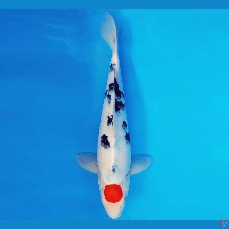 YAMATO 10 - TANCHO SANKE 36 cm/male ®