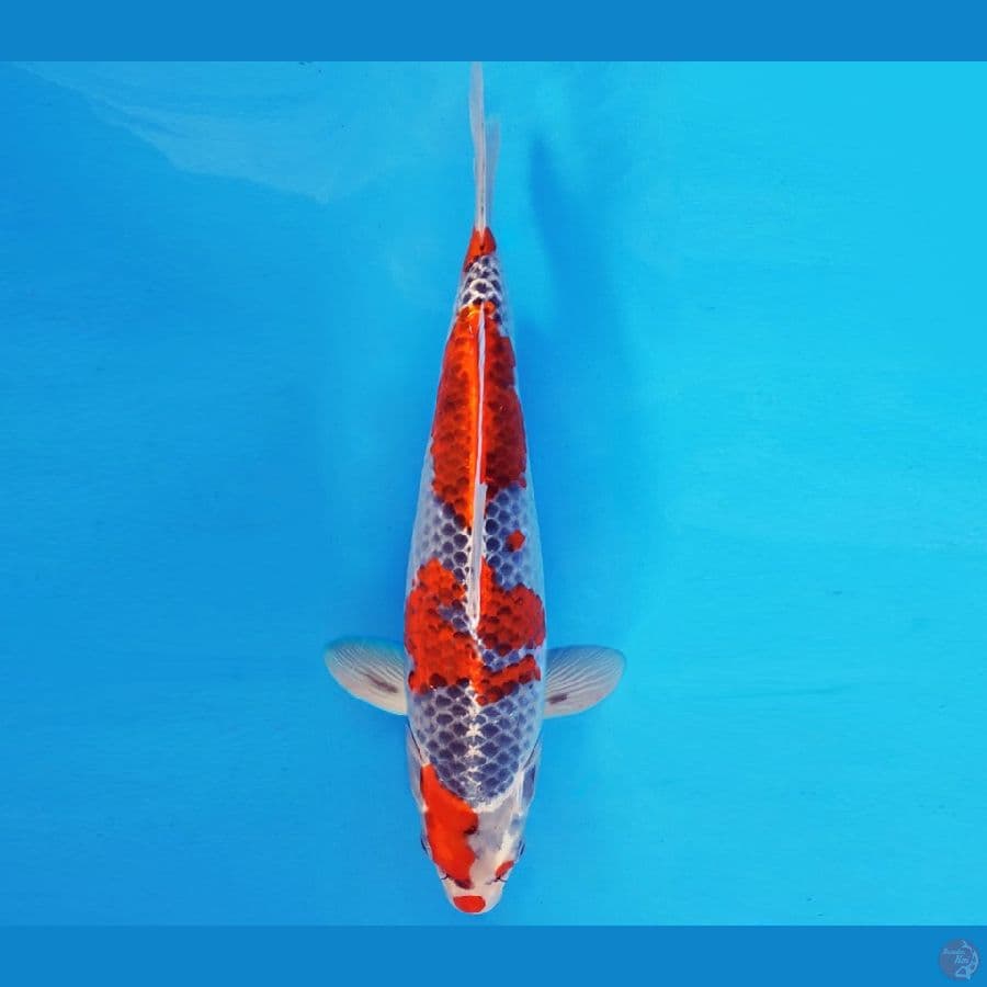 YAMATO 13 - GHOSIKI 33 cm/male ®