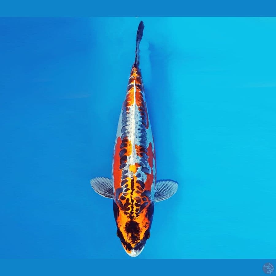 YAMATO 15 - KIKOKURYU 35 cm/fm ®