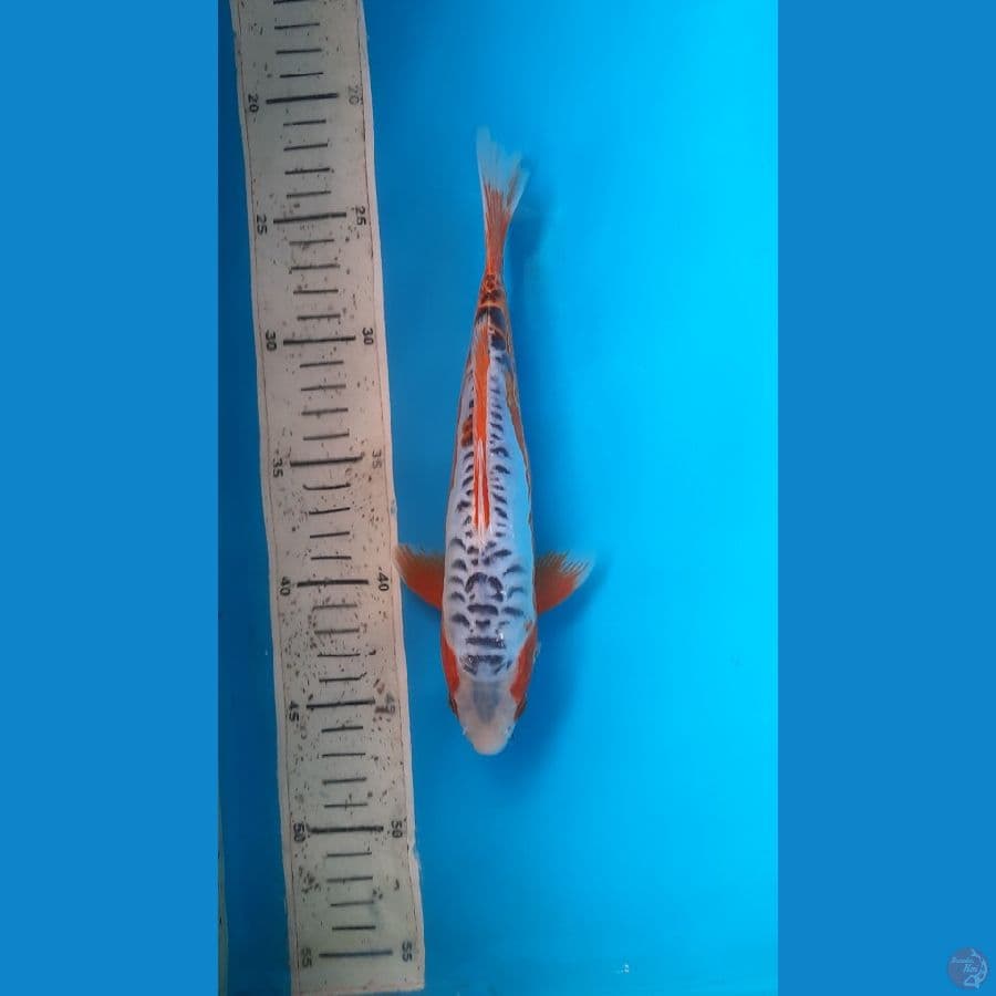 shusui 24cm