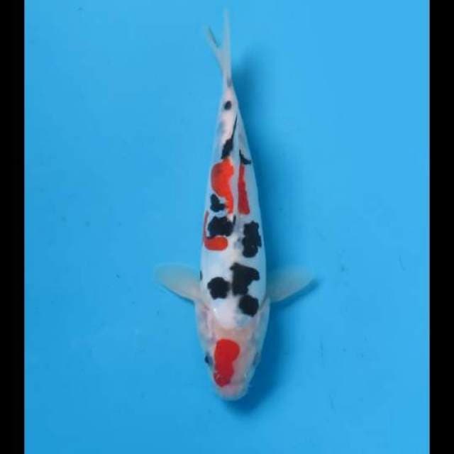 (21cm) DALMATION SANKE DOITSU ORIGINAL -TOSAI
