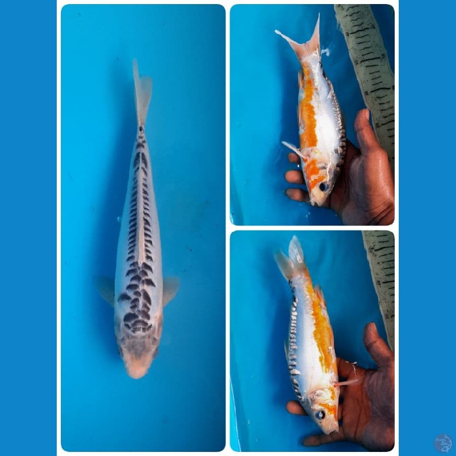 shusui 25cm