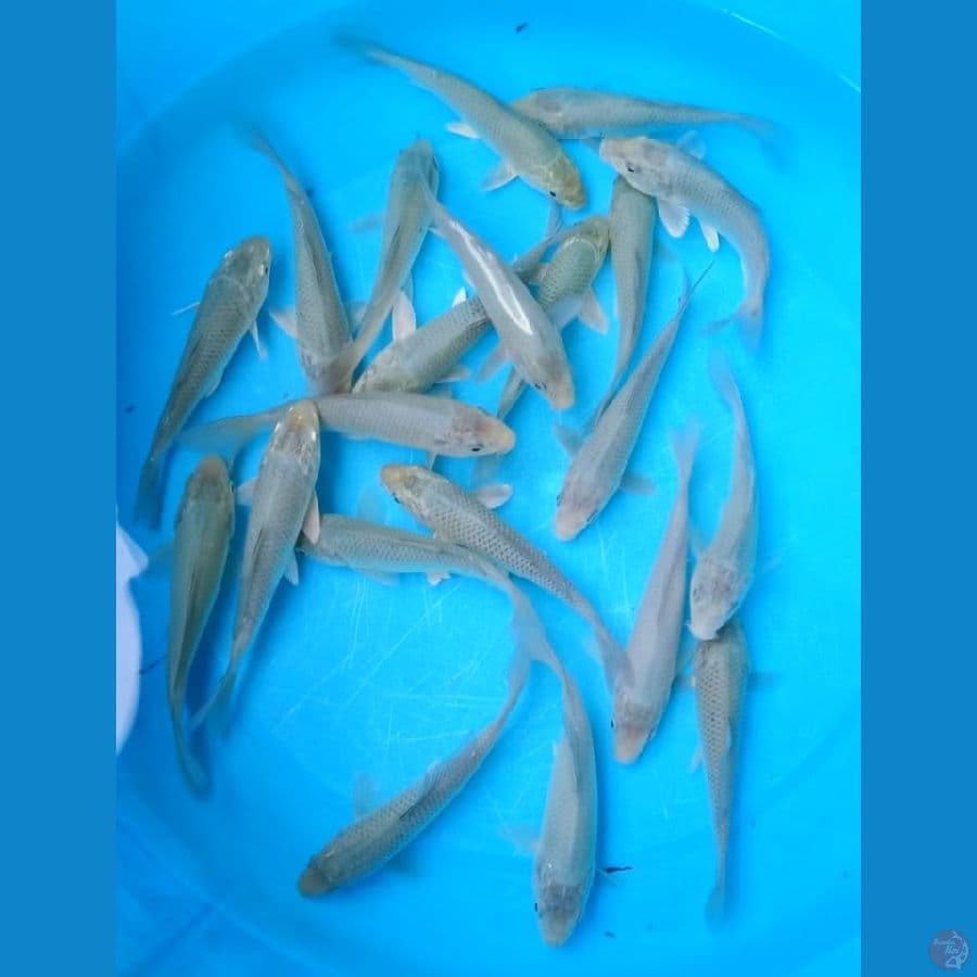 SORAGOI 21 Ekor, 13 - 15 Cm (Layak Dibesarkan Lagi)