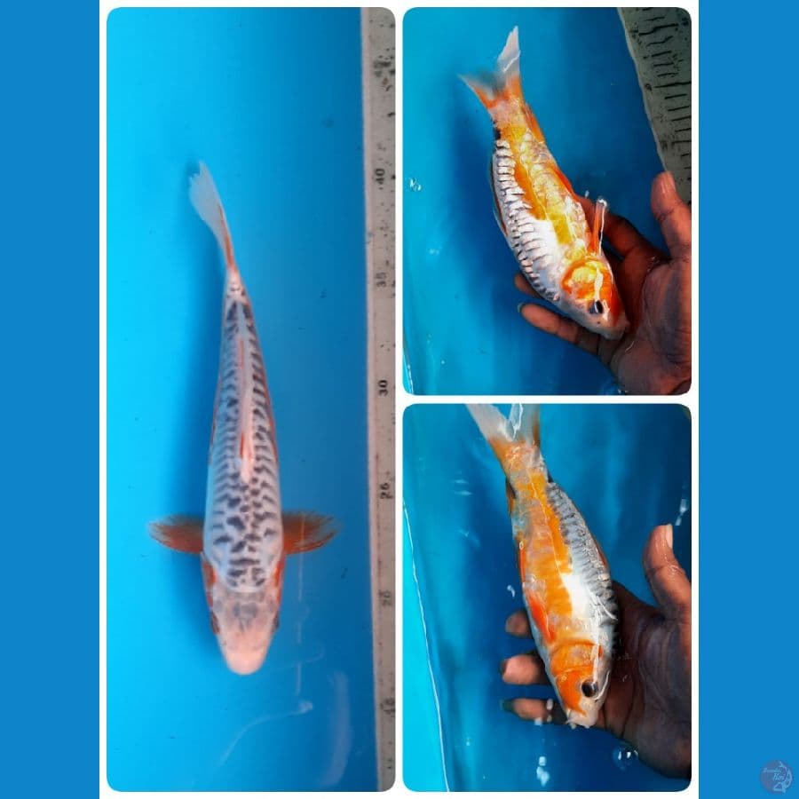 shusui 23cm