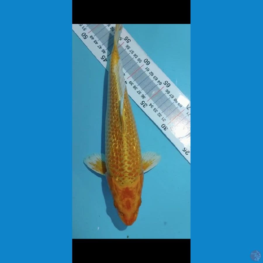 yamabuki gindrin 31cm