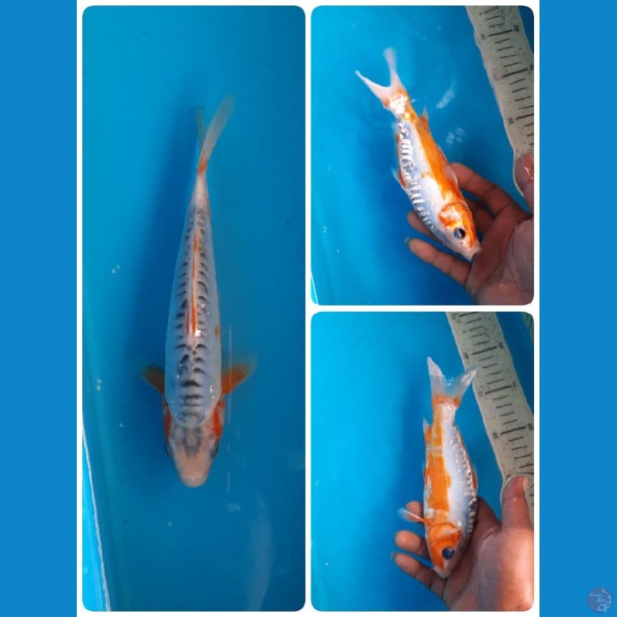 shusui 20cm