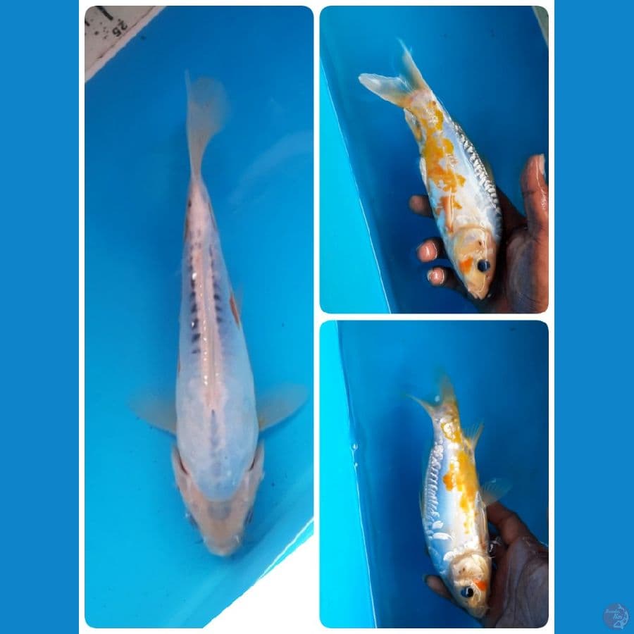 shusui 22cm