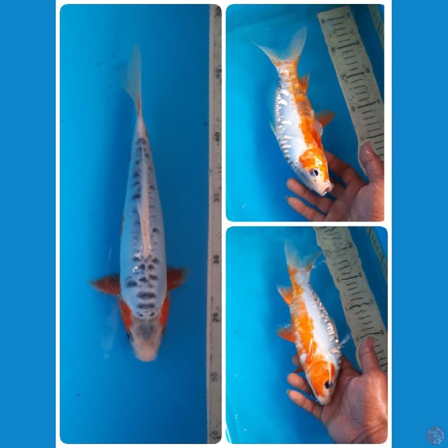 shusui 24cm