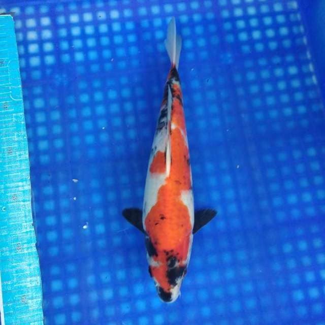 Showa 29cm