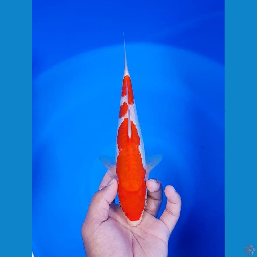 kohaku doitsu 25cm original