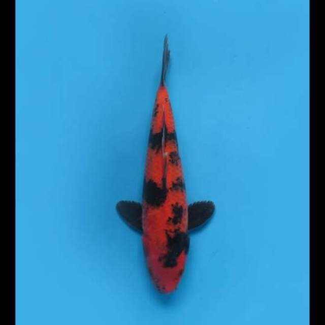 (29cm) HI UTSURI PROSPEK - TOSAI