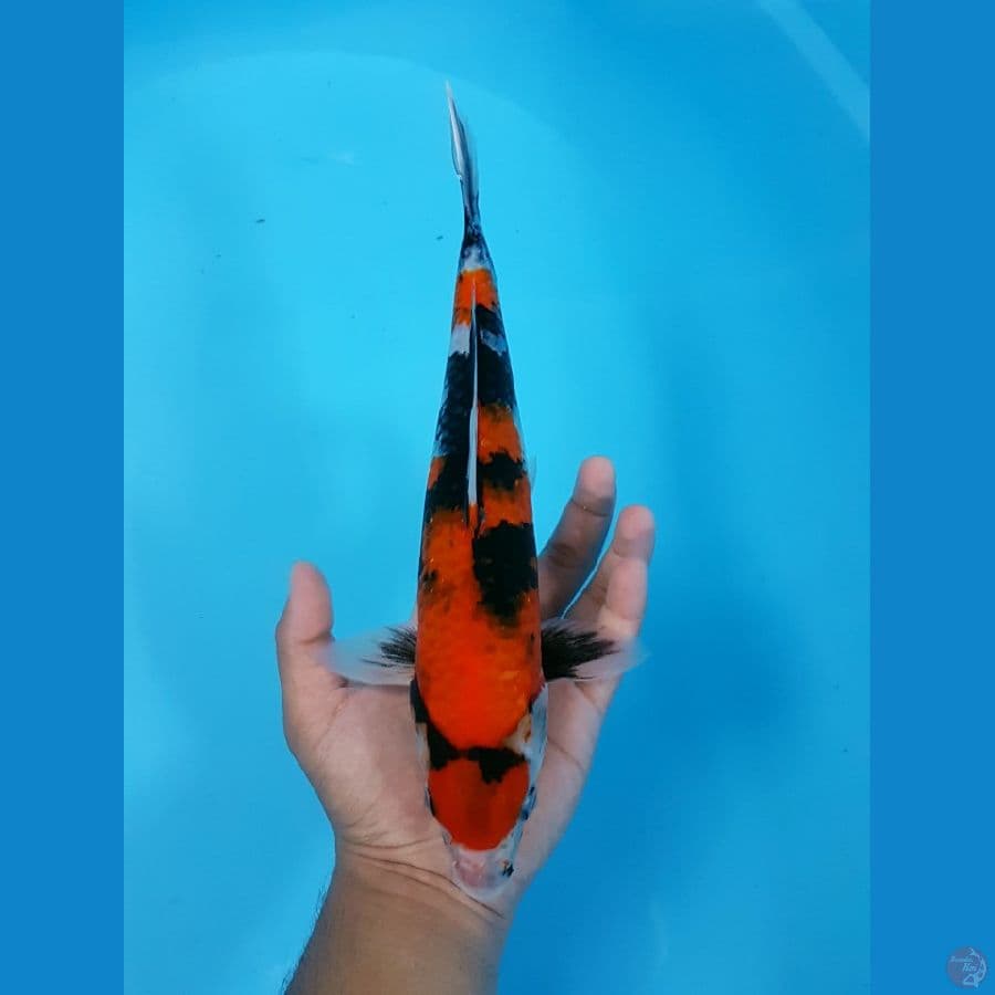 Maruten Showa 30cm