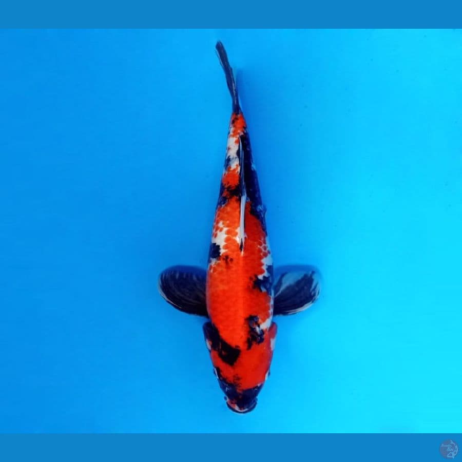 3.SHOWA MERAH PEKAT 37 CM/FML
