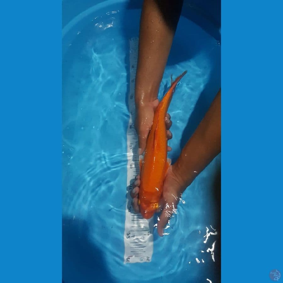 orenji 38 cm