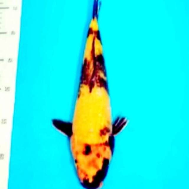 33cm ki utsuri ginrin ( kuning )