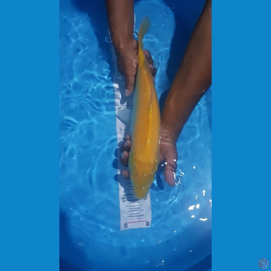 karashi 40cm