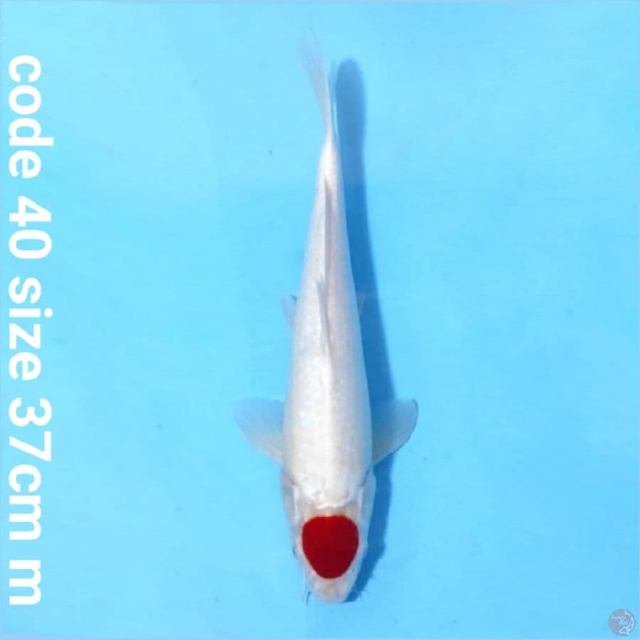 Tancho kohaku super red