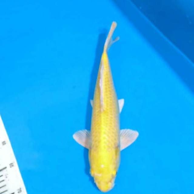 Ogon 38cm body extra joss