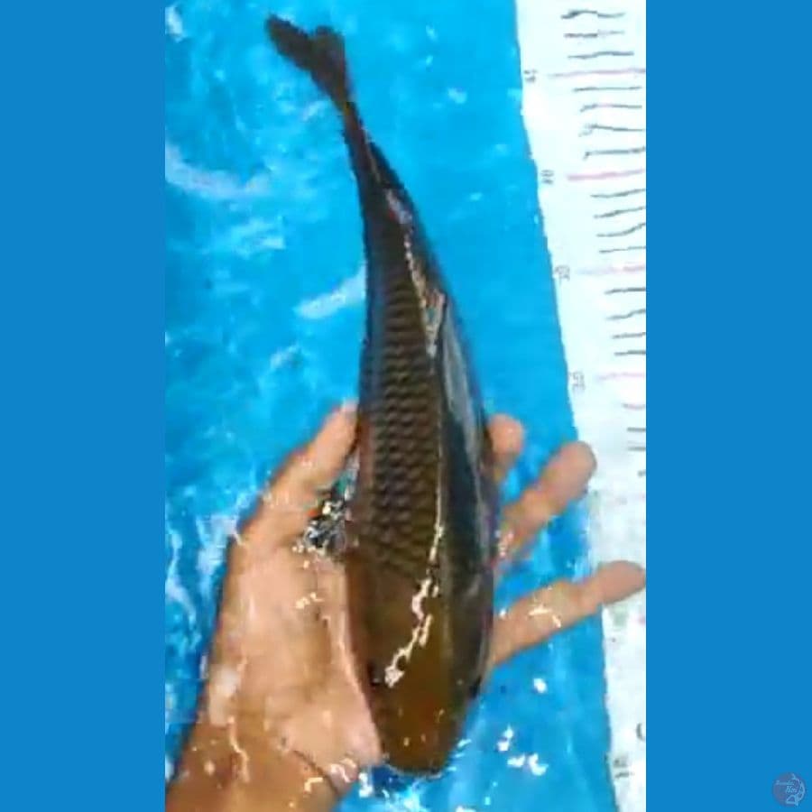 CHAGOI PUNUK