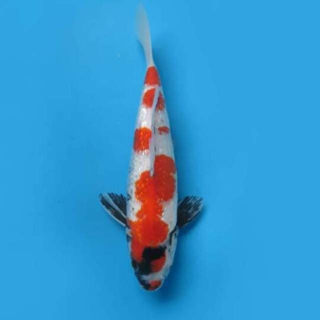 Kindai Showa Full Ginrin Original 30cm Male Tosai