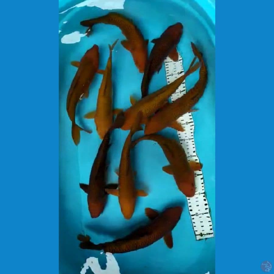 Chagoi Tembaga