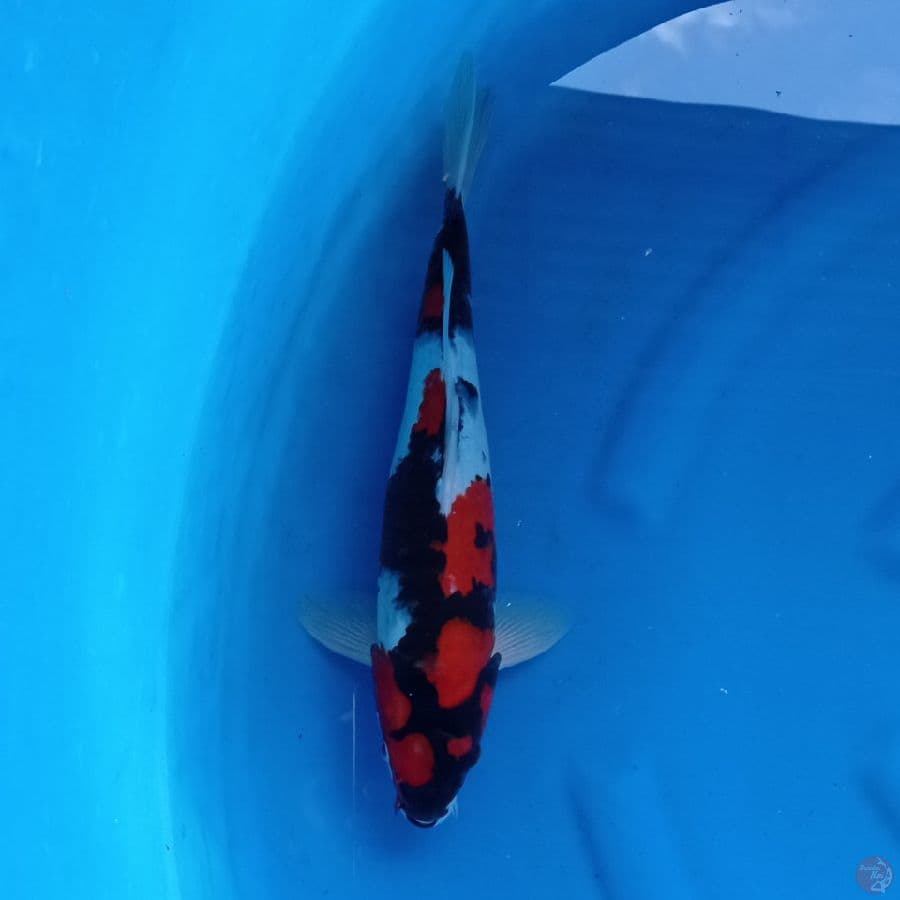 showa sanshoku 35 cm
