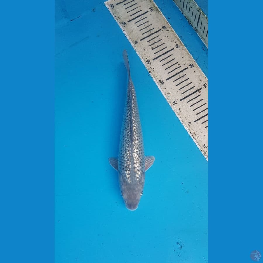 soragoi ginrin 29cm