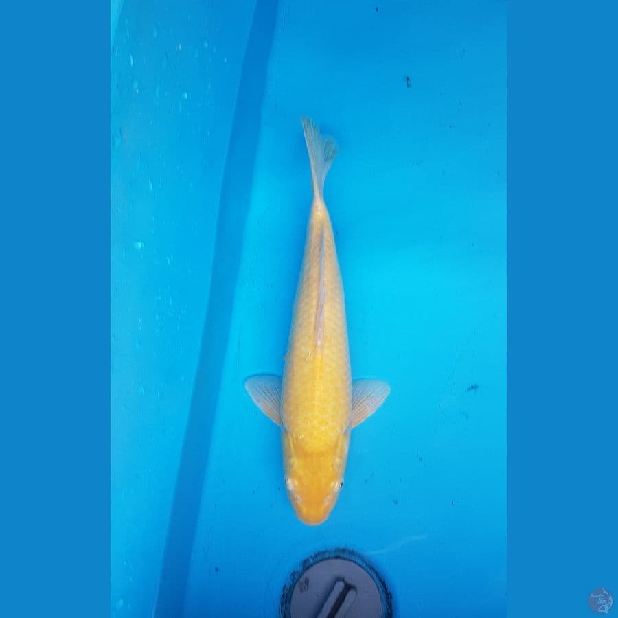 karashi 33cm