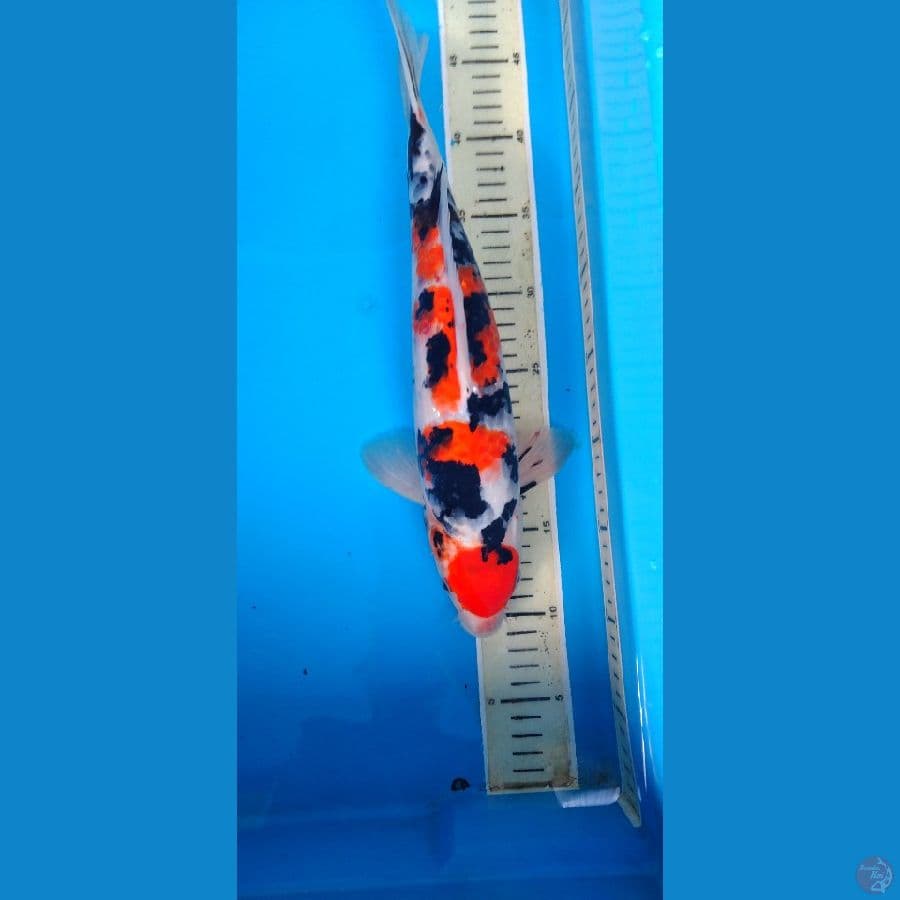 sanke 37 cm male