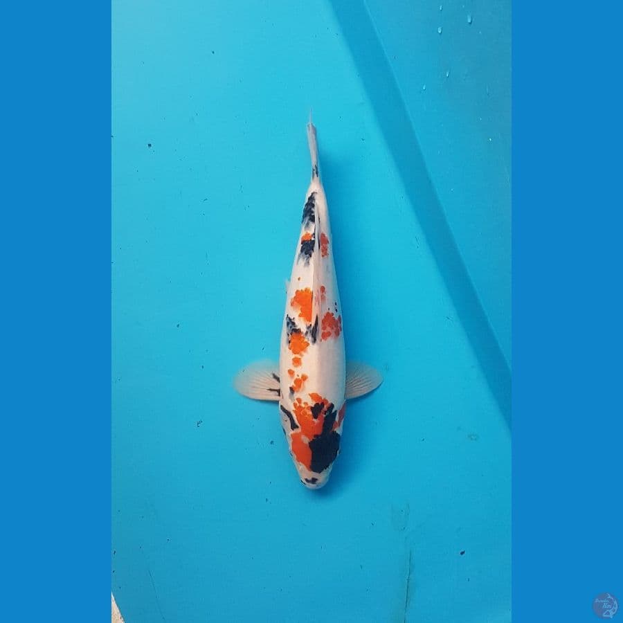 showa 32cm